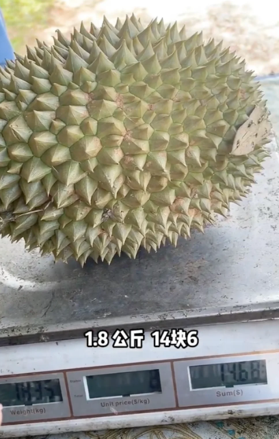 durian-mix-petai-eat-malaysian-