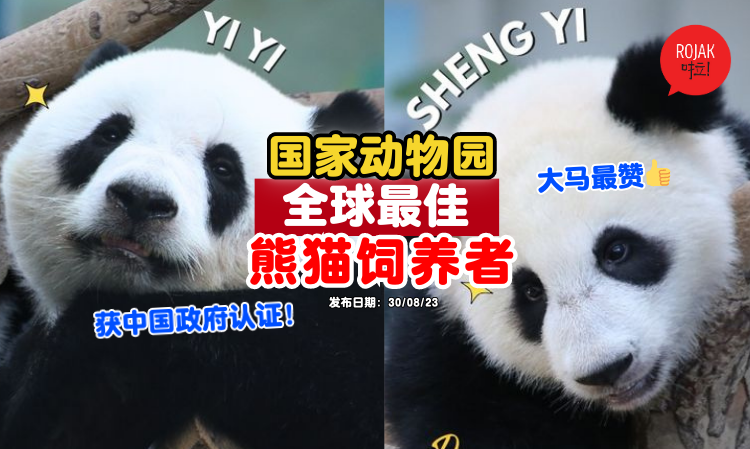 shengyi-yiyi-back-to-china-zoo-negara-receive-compliment
