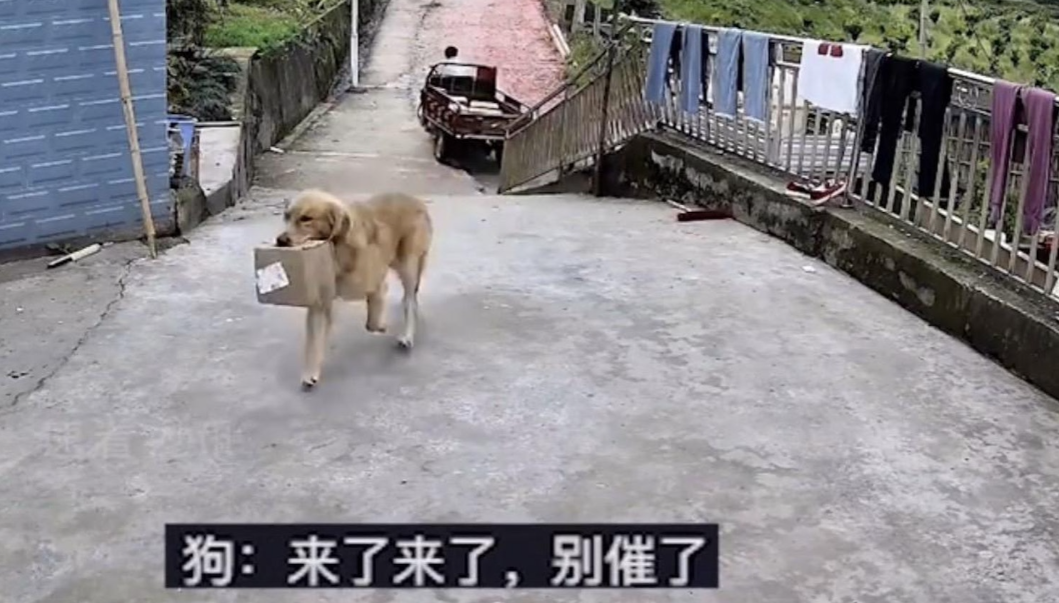 parcel-dog-received