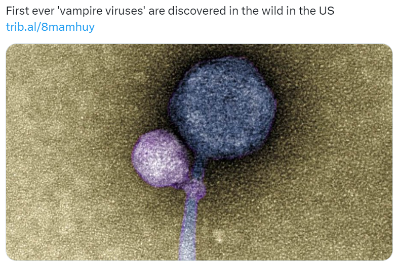 usa-spotted-vampire-virus
