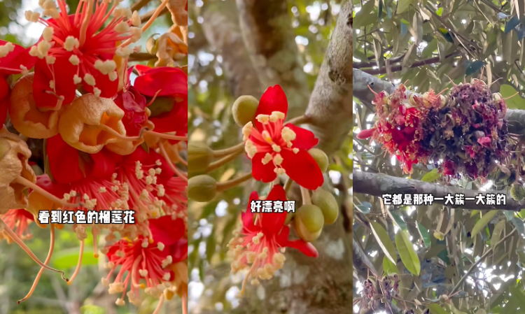 red-durian-flowers-pretty