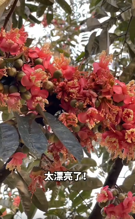 red-durian-flowers-pretty