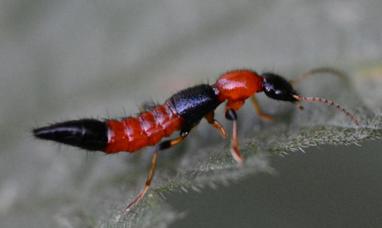 ways-to-avoid-Rove-beetle