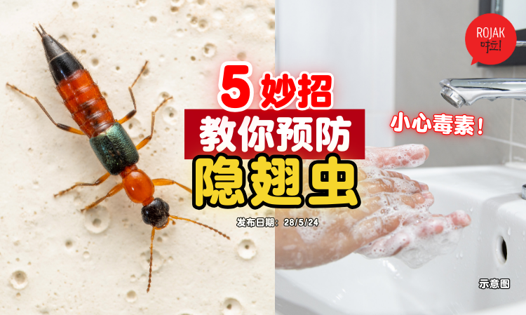 ways-to-avoid-Rove-beetle