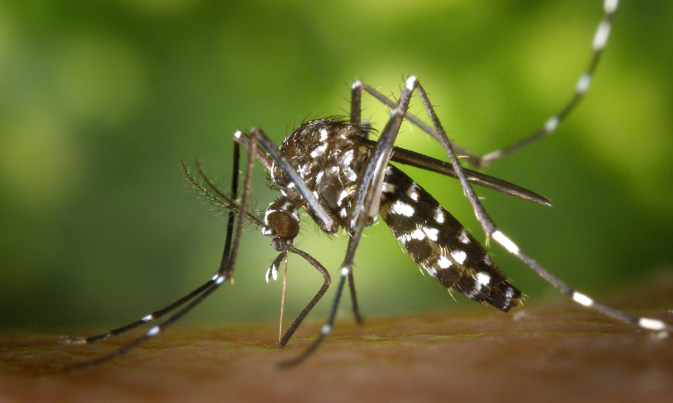 3-types-people-attractive-to-mosquitoes