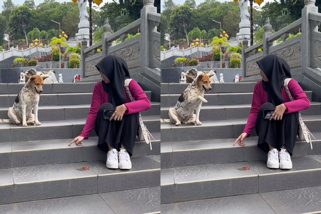 有礼貌的狗狗！印尼女子遇流浪狗 ️竟主动握手「一人一狗互动」成最美风景！