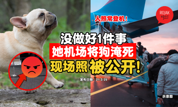 pet-dog-cant-boarding-dead