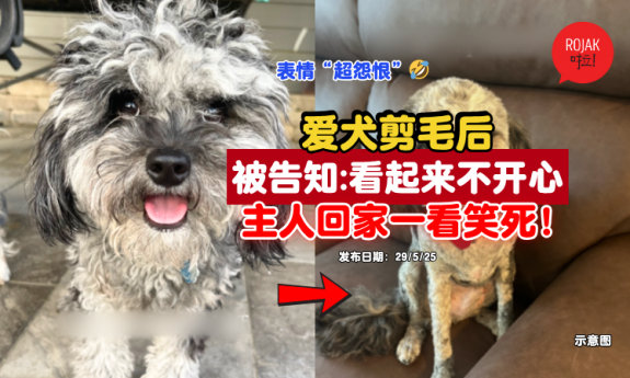 get-the-dog-groomed-funny