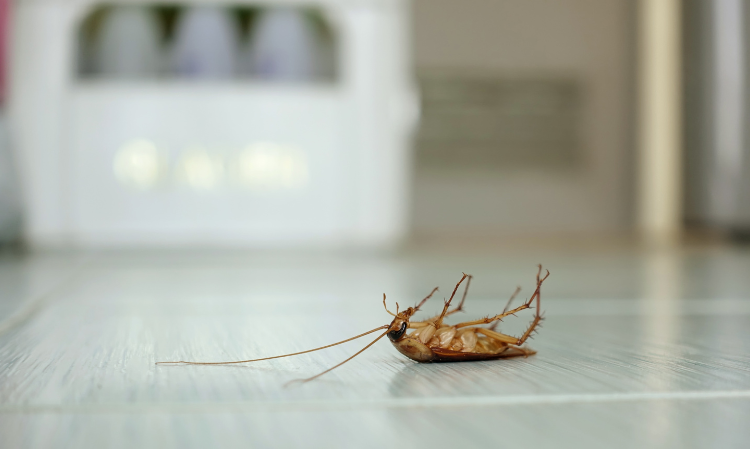 Cockroach-dont-flush-toilet