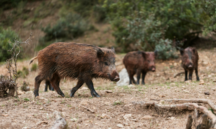 wild-boar-muscle-turned-neon-blue