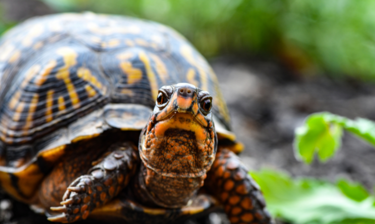 forgot-to-feed-turtle-1-year-