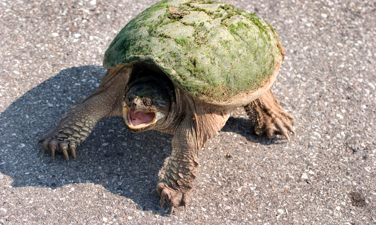 forgot-to-feed-turtle-1-year