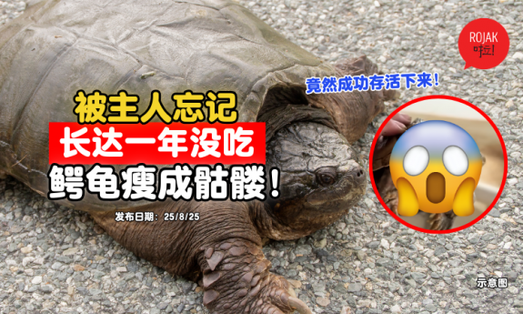 forgot-to-feed-turtle-1-year-