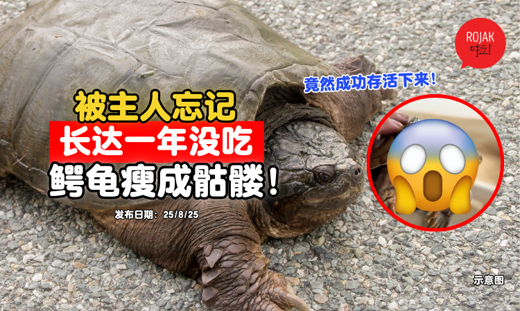 forgot-to-feed-turtle-1-year-