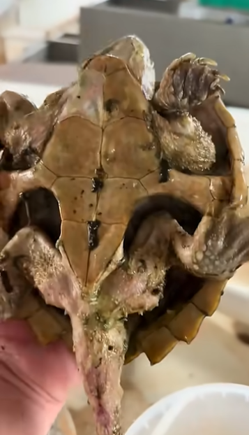 forgot-to-feed-turtle-1-year