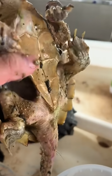 forgot-to-feed-turtle-1-year