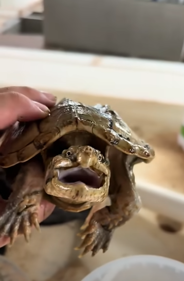 forgot-to-feed-turtle-1-year