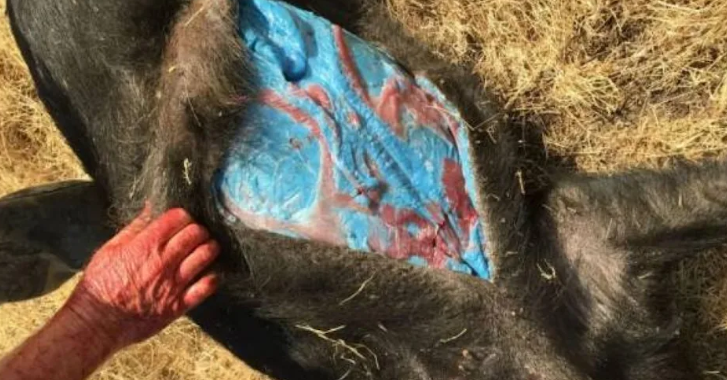 wild-boar-muscle-turned-neon-blue