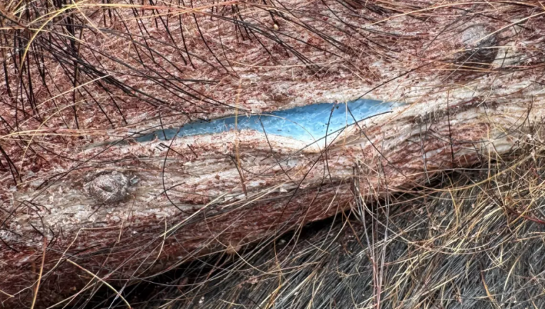 wild-boar-muscle-turned-neon-blue