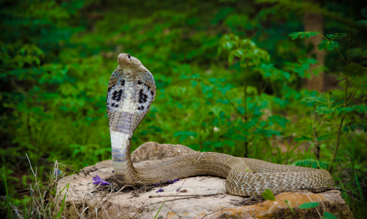 jungle-lots-of-leaves-King-cobra-nest