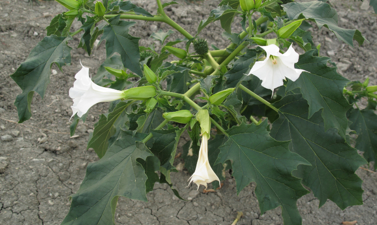 accidentally-eat-poisonous-plant