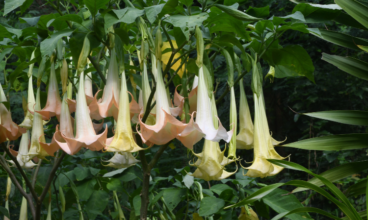 accidentally-eat-poisonous-plant-