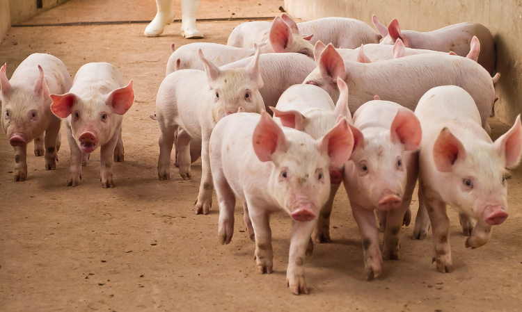taiwan-classical-swine-fever- 