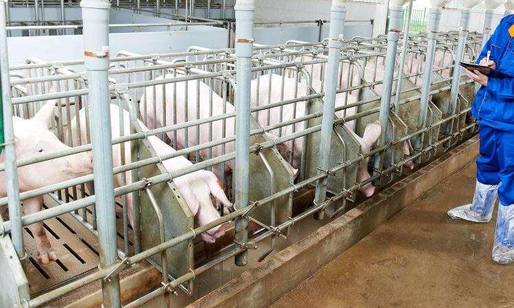 taiwan-classical-swine-fever-