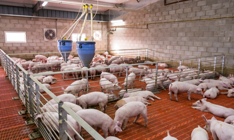 taiwan-classical-swine-fever