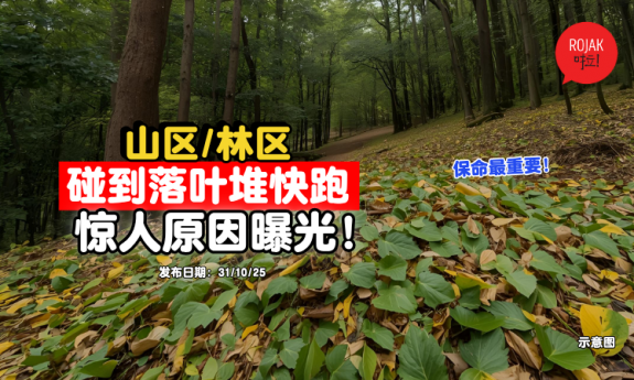 jungle-lots-of-leaves-King-cobra-nest