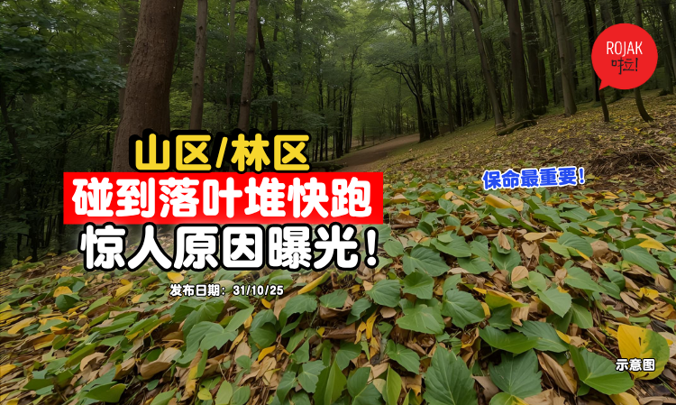 jungle-lots-of-leaves-King-cobra-nest