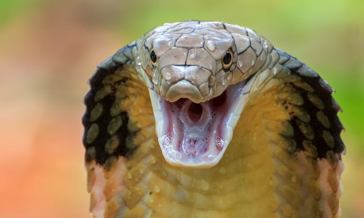 jungle-lots-of-leaves-King-cobra-nest