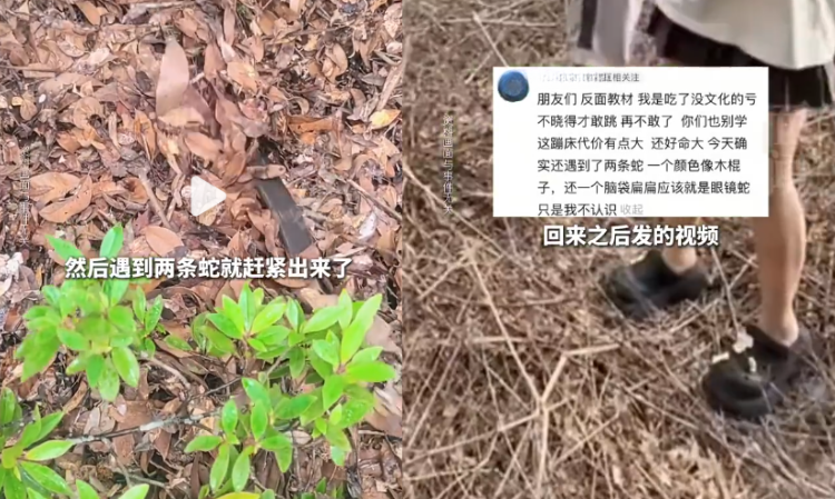 jungle-lots-of-leaves-King-cobra-nest