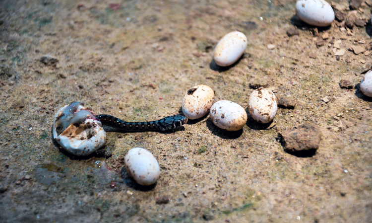 jungle-lots-of-leaves-King-cobra-nest