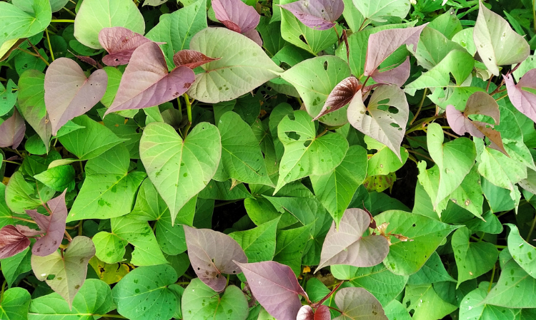 sweet-potato-leaves-2type-person-careful