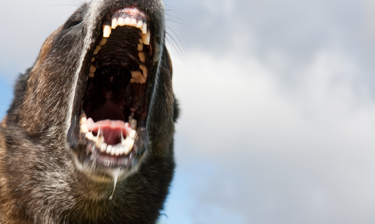baby-attacked-by-dog
