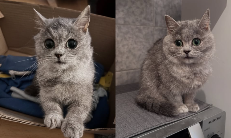adopted-dwart-cat-masi-