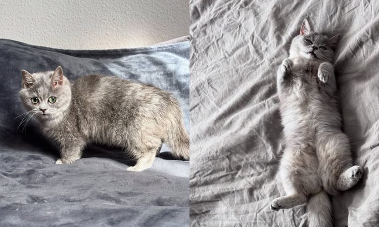 adopted-dwart-cat-masi