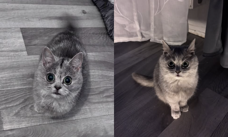 adopted-dwart-cat-masi