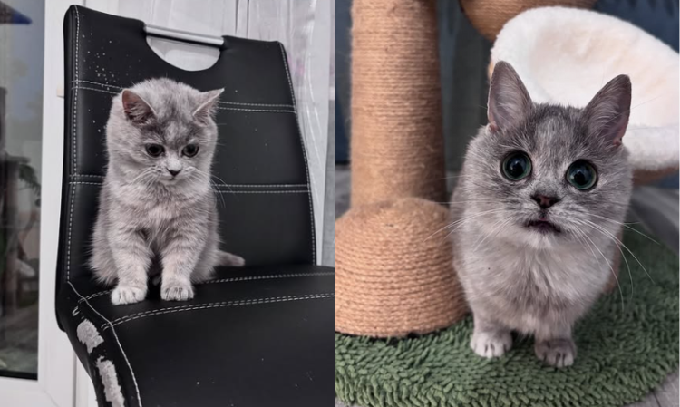 adopted-dwart-cat-masi-