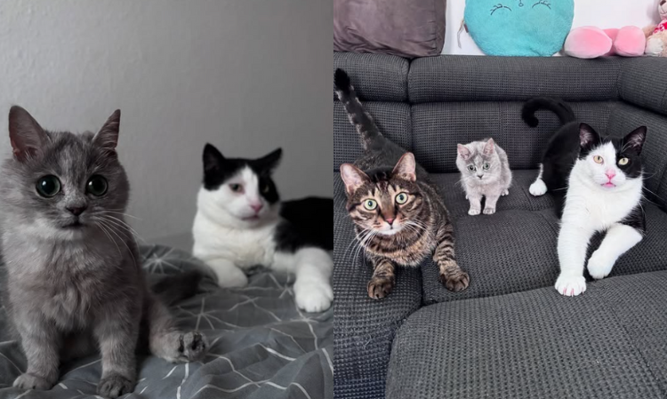 adopted-dwart-cat-masi