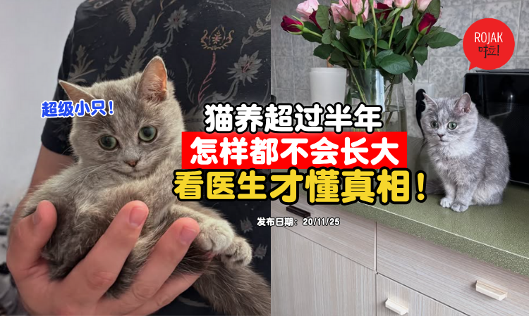adopted-dwart-cat-masi-