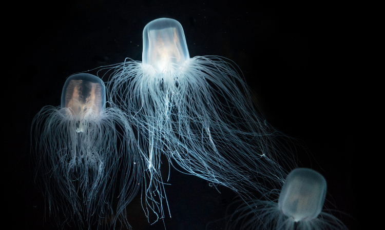 pulau-langkawi-box-jellyfish-be-careful-