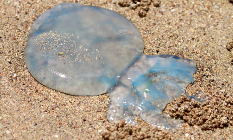 pulau-langkawi-box-jellyfish-be-careful-