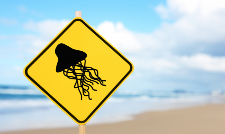 pulau-langkawi-box-jellyfish-be-careful