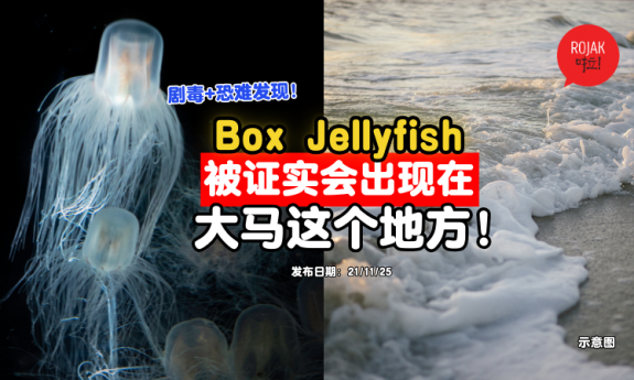 pulau-langkawi-box-jellyfish-be-careful