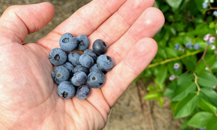 ways-to-wash-blueberries