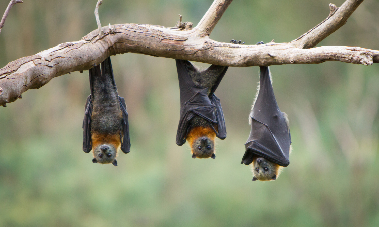 Fruitbats-Thailand-tested-positive-for-Nipah-virus