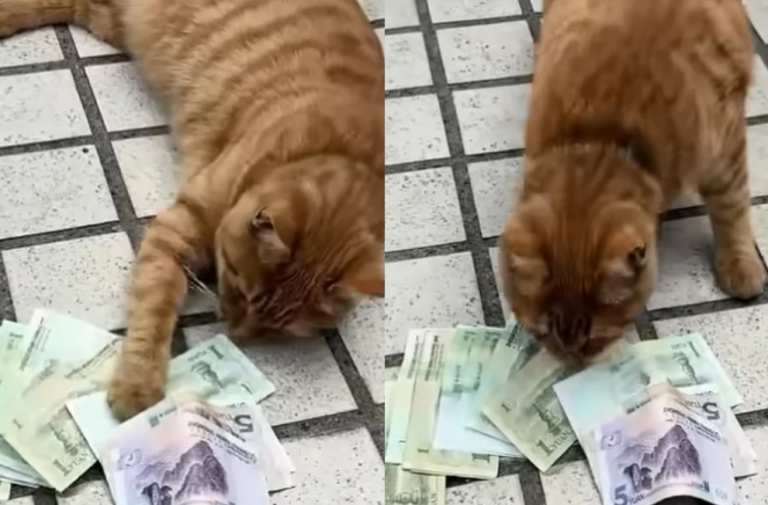 After-praying-caishen-cash-appeared-in-the-house