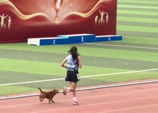 school-sports-day-dog-run-together-
